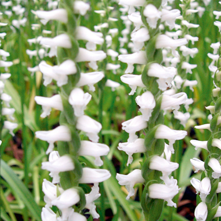 Spiranthes Chaddos Ford 3 Potted Plants -