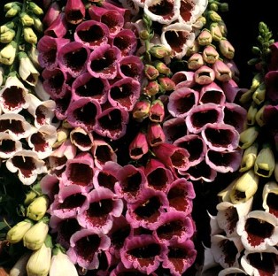 Long tall stems with large spotted flowers and blotches of dark purple in the throats. Perfect for t
