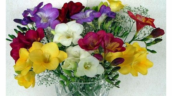 15 Freesias with gypsophilia from Guernsey 15 Beautiful Long Stemmed Freesias with Gypsophilia.