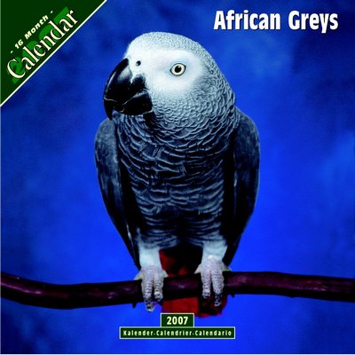 365 Calendars 2006 African Greys 2006 Calendar