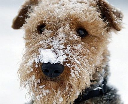Almanac Gallery Charity Christmas Cards (ALM7981) In Aid Of The British Red Cross - Snowy Airedale Terrier - Pack Of 8 Cards