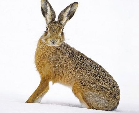 Almanac Gallery Charity Christmas Cards (ALM9488) In Aid Of HFT (Home Farm Trust) - Winter Hare - Pack Of 8 Cards