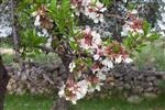Almond Tree: As Seen