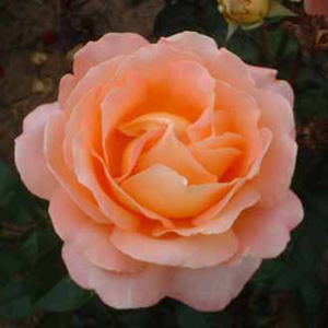 Sunset Hybrid Tea Rose