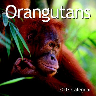Animal Orangutans 2006 Calendar