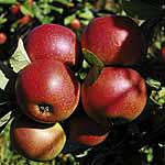 apple Red Falstaff 479479.htm