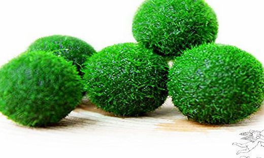 Aquarium Plants Marimo Moss Ball x5   1 FREE! RARE live plants! Just place them into any bottle and add water. Water change every 2 weeks! Beautiful HousePlant