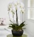 Double Cascade Orchid