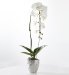 Single Cascade Orchid