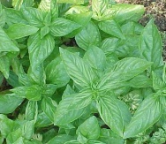 Basil 120g