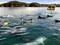 Bay of Islands Swim with the Dolphin Cruise -