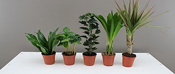 Best4garden Foliage Plug Plants - Ideal for miniature gardens, windowsills, desks - Easy care Houseplants - Evergreen indoor mini plants - Modern decoration for homes and offices - Beautiful Gift for Birthdays, G