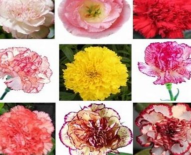 Bheema 30 Pcs Hybrid Sweet-Scented Carnation Seeds