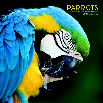 Bird Parrots 2006 Calendar