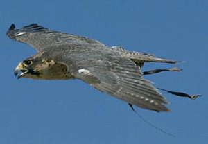 Birds of Prey Day in Cheshire