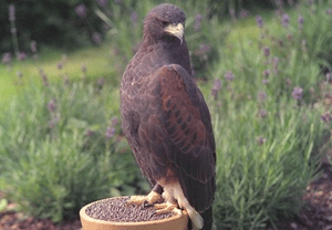 Birds of Prey Experience in Perthshire