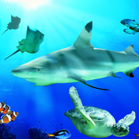 Blackpool Sea Life Centre Blackpool SeaLife - After 2pm Offer