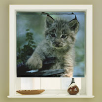 blinds-supermarket.com little lynx