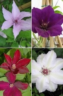 4 Clematis Collection x 10 young plants