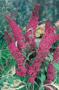 Blooming Direct Buddleia (Butterfly Bush) Royal Red x 5 plants