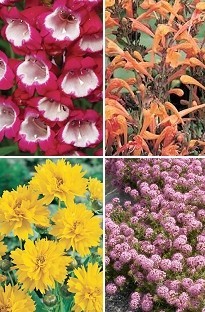 First Year flowering Perennial plant collection