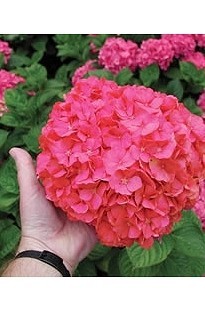 Blooming Direct Hydrangea Masja x 5 plants