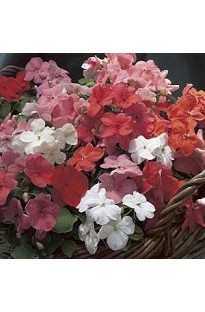 Impatiens Accent (Busy Lizzie) Mixed x 50 seeds