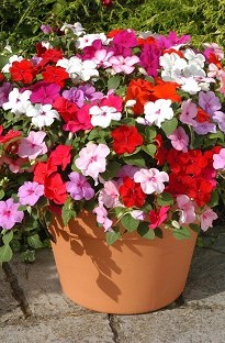 Impatiens Busy Lizzie mixed x 50 plants + 16 FREE