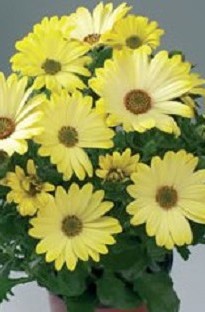 Osteospermum Yellow Sunshine x 5 young plants