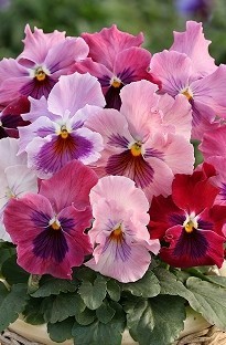 Pansy Magnum Pink Shades x 50 plants +16 FREE