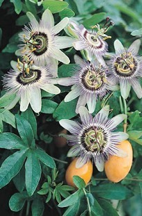 Passionflower Caerula x 5 plants