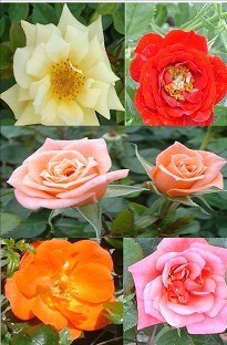 Patio and Climbing Rose Pack Mixed x 5 plants