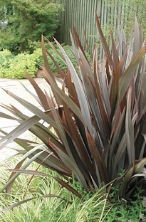 Phormium (New Zealand Flax) Purpurea x 5 plants