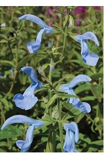 Salvia Patens Cambridge Blue x 5 young plants