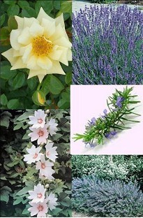 Scented Plants Collection Pack x 20 plants