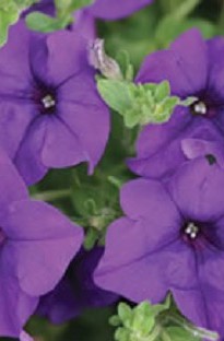Surfinia Petunia Blue x 5 young plants