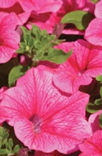 Surfinia Petunia Hot Pink x 5 young plants