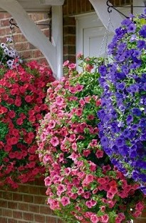 Surfinia Petunia Mixed Pack x 5 young plants
