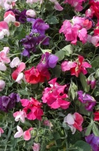 Sweet Pea Mixed x 5 multi seeded young plants