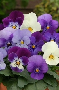 Viola Angel Blues Mixed x 50 plants +16 FREE