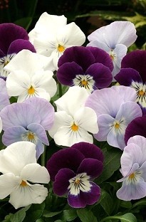 Viola Angel Lilac Shades x 66 plants