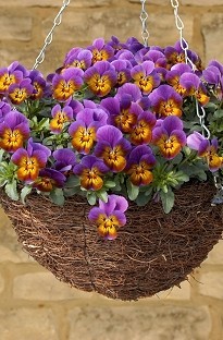 Viola Avalanche Bronze x 50 plants + 16 FREE