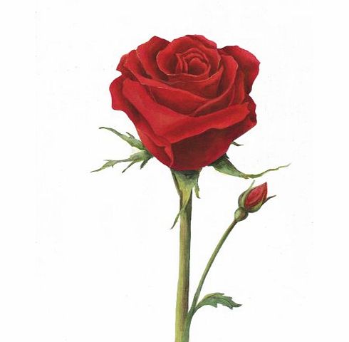 Blue Frog The Rose - Beautiful Floral Blank or General, Valentines Day, Birthday Greeting Card. Flowers