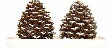 Pinecone 2 Candle Centrepiece on a Tray 10178070
