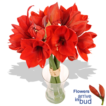 BRILLIANT Red Amaryllis Bouquet - flowers