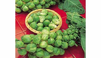 Sprout Bedford Seeds