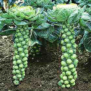 brussels Sprout Bosworth F1 Seeds