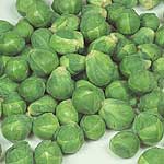 Sprouts Cumulus F1 Seeds