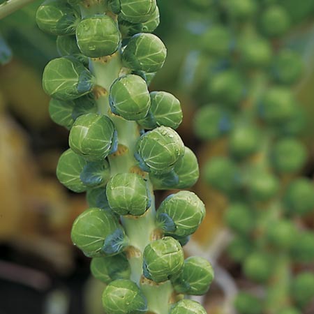 Sprouts Maximus F1 Plants Pack of 16