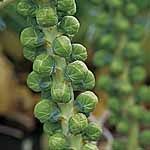 Sprouts Maximus F1 Seeds 432876.htm